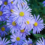 Live Aster Plant for Planting, Vibrant Blooms 4-9 Inch Tall, Hardy and Perennial Aster, Ideal for Container and Outdoor Growing