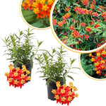 4 Milkweed Plants Live, Tropical Butterfly Milkweed Asclepias Tuberosa Perennial Wildflowers Swamp Common Bush, 5-9" in Tall, No Pot
