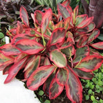 Peperomia Rainbow Live Plant 4-7 Inch Tall, 3.5 Inch Plant, Red Edge Peperomia Rainbow Plant, Maintenance Houseplant for Home Decoration