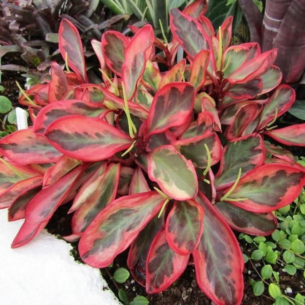 Peperomia Rainbow Live Plant 4-7 Inch Tall, 3.5 Inch Plant, Red Edge Peperomia Rainbow Plant, Maintenance Houseplant for Home Decoration