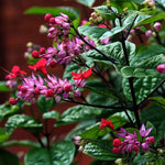3 Clerodendrum Bleeding Heart Vine Plants, Heart Shaped Blooms, 4-9 Inch Tall, Indoor Outdoor Planting (Purple Red)