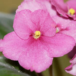 Light Pink African Violet Live Plant, 4 Inch Pot African Violets Live Plant, Live Afican Violets Plants, Flowering African Violets Live Plants Indoor Garden, Perennial Live African Violet Plants