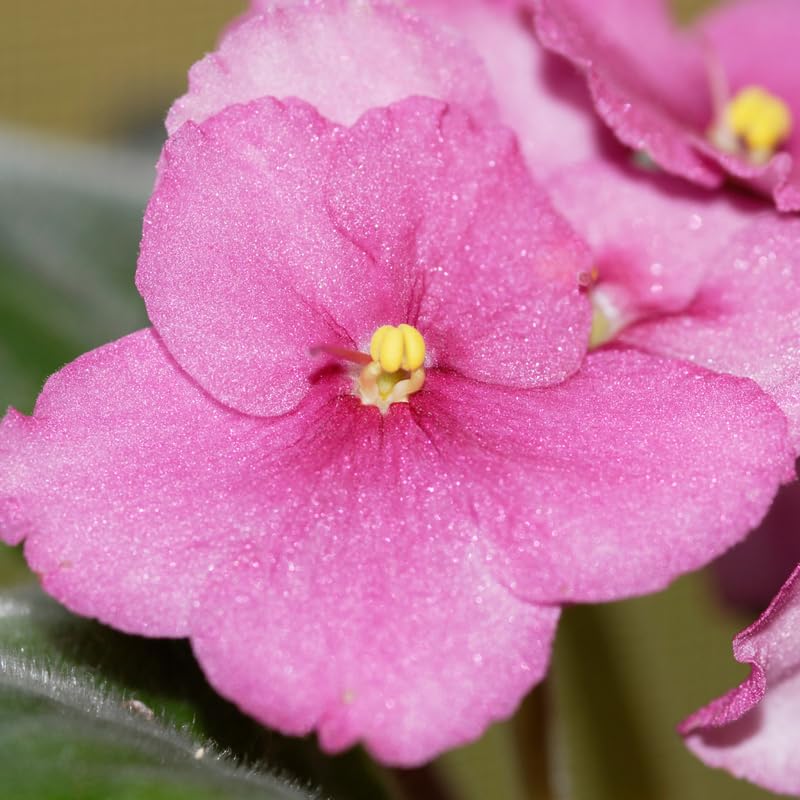 Light Pink African Violet Live Plant, 4 Inch Pot African Violets Live Plant, Live Afican Violets Plants, Flowering African Violets Live Plants Indoor Garden, Perennial Live African Violet Plants