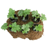 Luffa Plants Live, 02 Plants in 4 Inch Pot, Luffa Gourd Plant, Vegetable Plants Live for Garden