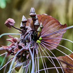 Tacca Chantrieri Black Bat Orchid Plant Live Indoor, Rare Flower Live Plant, 5-9" Tall, Black Plant Live for Planting Houseplant
