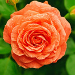 Climbing Rose Live Plant, 6 Months Old Starter, Fragrant Purple Climbing Roses for Planting Outdoor, No Pot (Orange)