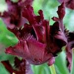 10 Mix Tulip Bulbs, Mixed Bulbs for Fall Planting, Indoor Outdoor Garden, Ready to Plant (Black Parrot Tulip)