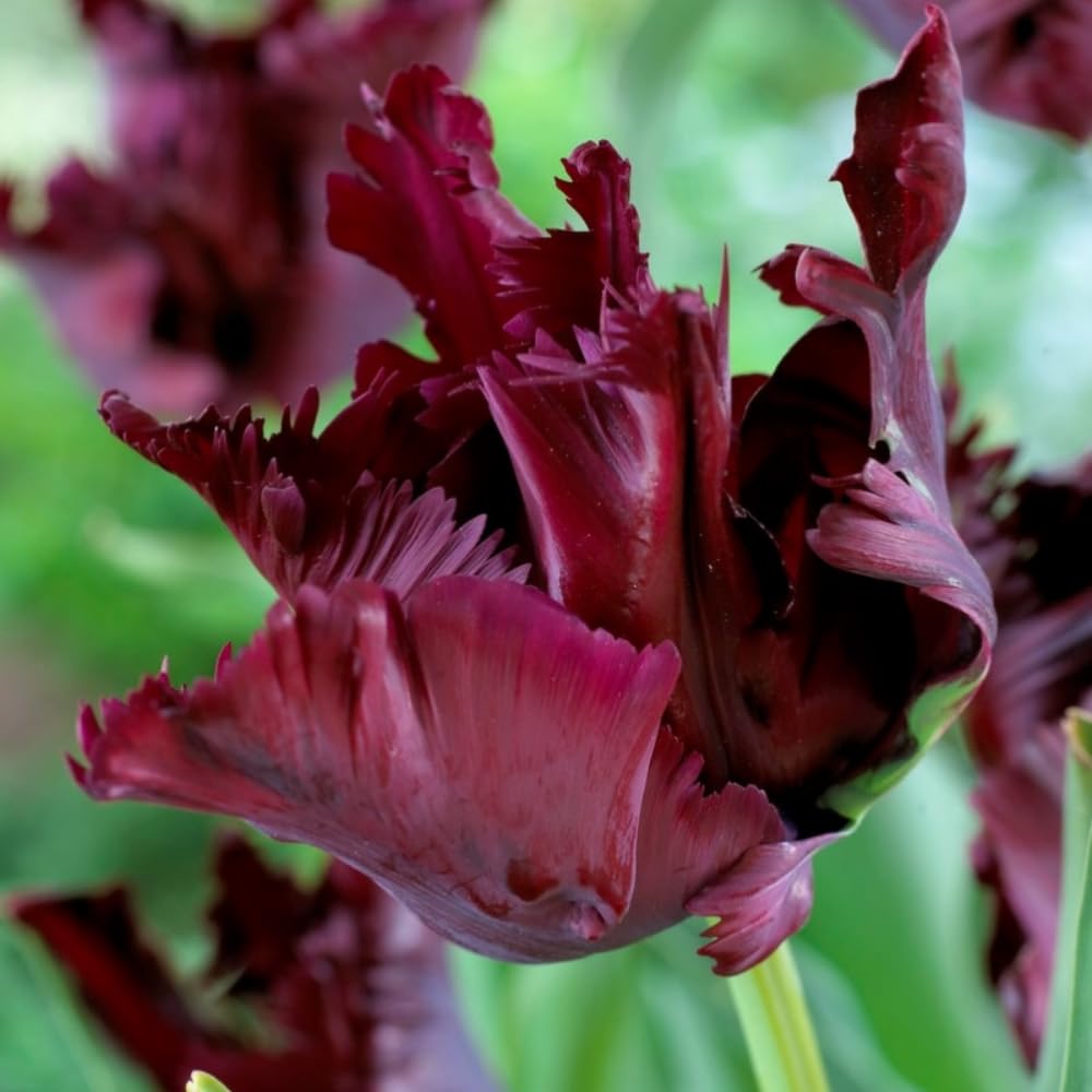 10 Mix Tulip Bulbs, Mixed Bulbs for Fall Planting, Indoor Outdoor Garden, Ready to Plant (Black Parrot Tulip)