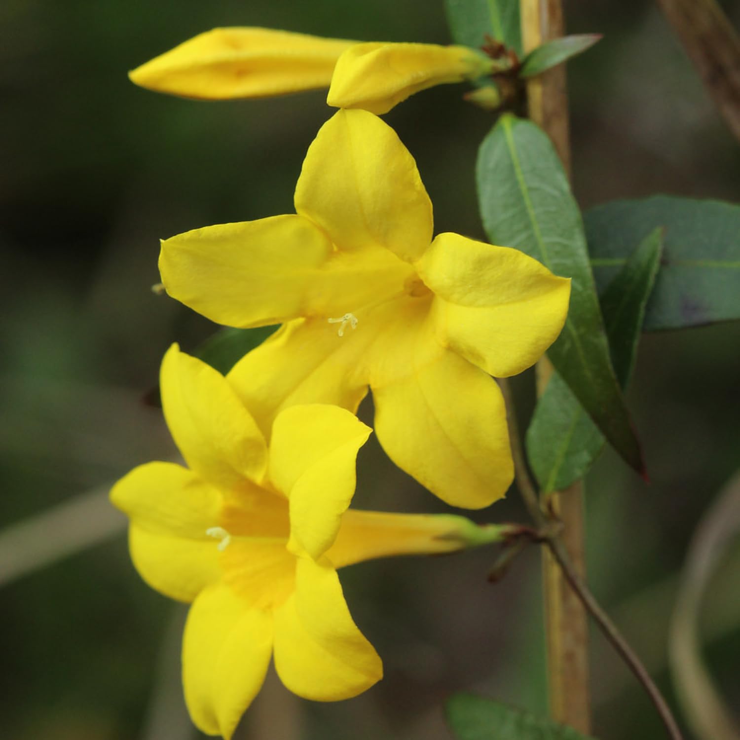 2 Yellow Jasmine Plants Live, 4 to 7 Inc Tall, Jasmine Live Plant Climbing Flower