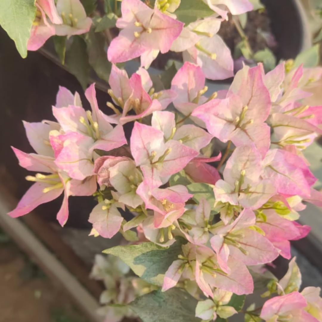 Combo 2 Bougainvillea Plants Live Trees, Outdoor Bougainvillea Plant for Trailing Flowering Vines or Bush Tree, 5-10” Tall, Well-Rooted Bougainvillea (Coconut Ice Color)