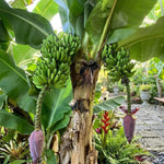 Double Banana Tree Live Plant, Edible Fruit, 4-6" Tall