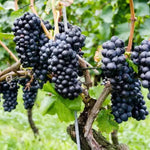 Deep Purple Seedless Grape Vines Live Plants for Planting, 5-10" Grape Tree for Outdoor Garden, Dormant in Winter, Cold Hardy, Sweet Flavor