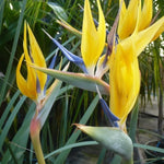 Bird of Paradise Plant Live, Yellow Bird of Paradise Live Plant from 9 to 12 Inches Tall, Flower Bush Plant