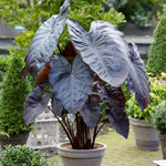 Combo 2 Black Colocasia Live Plants, 5 to 8" in Tall, Elephant Ear Esculenta Taro Alocasia Live Plant for Planting, Live House Plant Colocasia