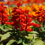 4 Fragrant Sage Salvia Live Plants, Planting in Spring Sage Plants Live, 5 to 10 Inches in Tall, Change Color (Red)