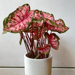 Set 2 Caladium Plants, Mix Caladium Houseplant Live 4-6 Inches Tall, Garden and Container Growing (Pink)