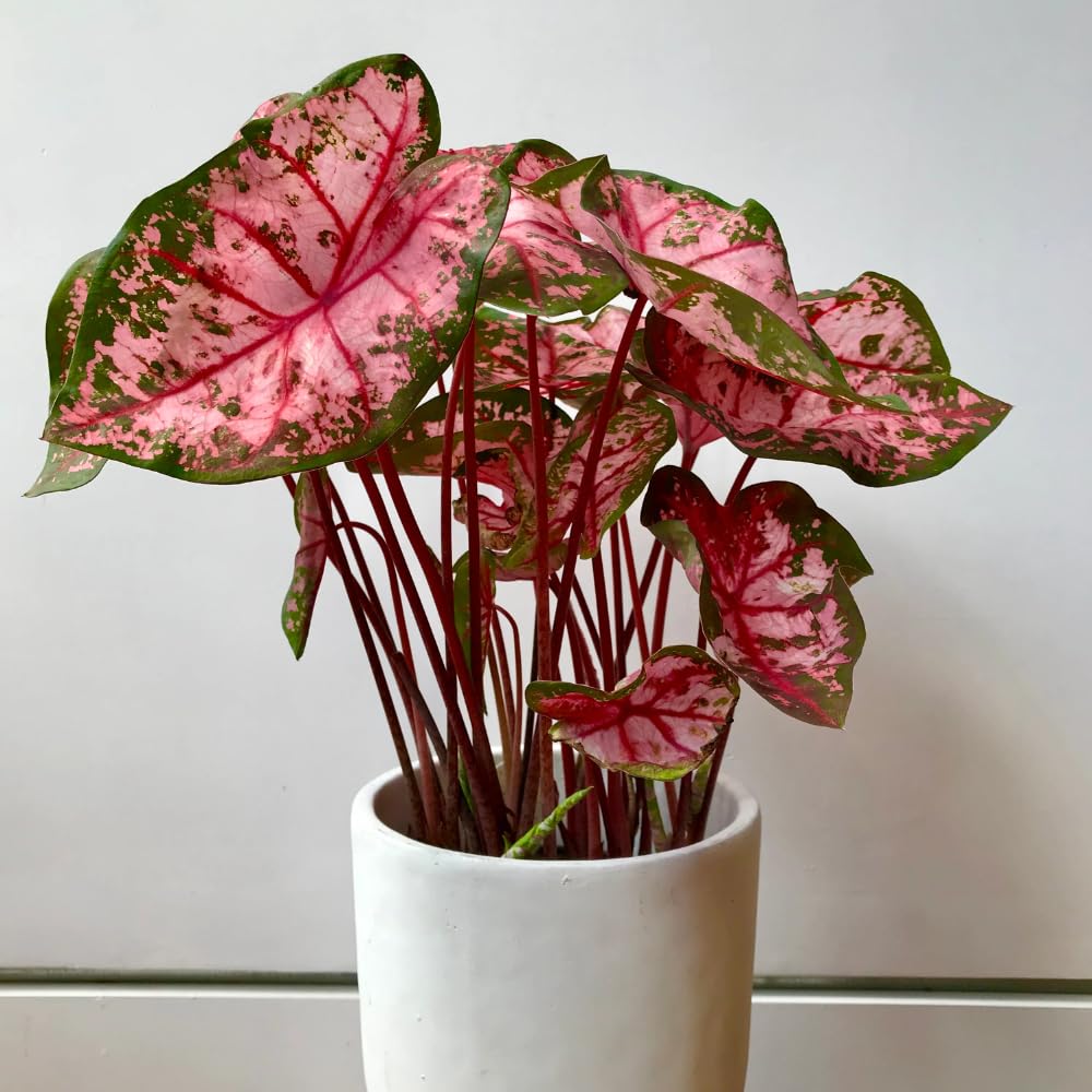 Set 2 Caladium Plants, Mix Caladium Houseplant Live 4-6 Inches Tall, Garden and Container Growing (Pink)