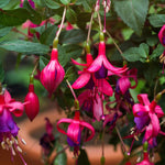 2 Purple Fuchsia Plants Live, Live Fuchsia Plant, 3 to 5 Inches Tall, Red White Flower Plant