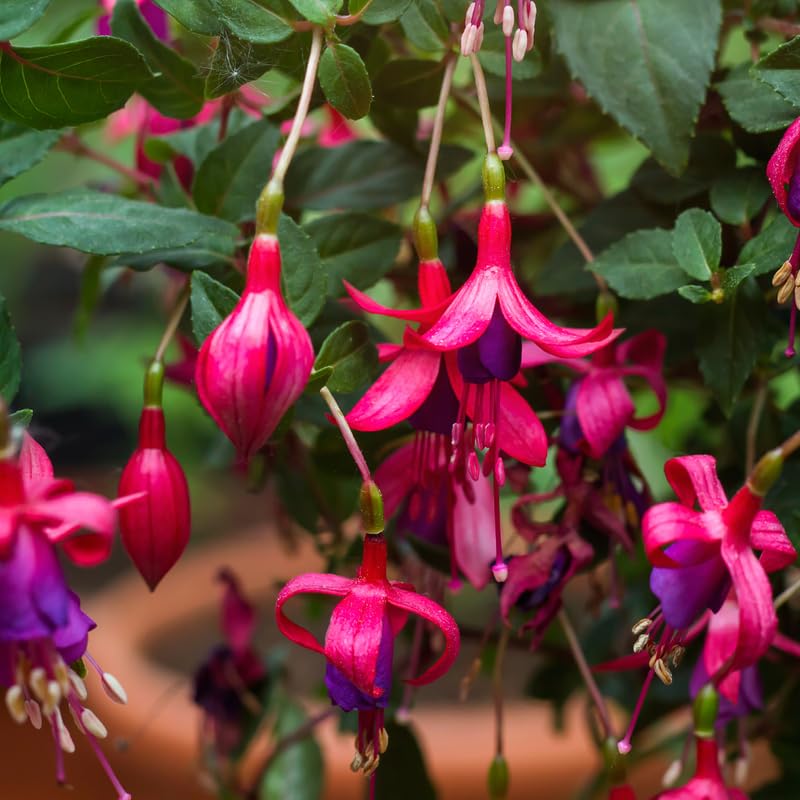 2 Purple Fuchsia Plants Live, Live Fuchsia Plant, 3 to 5 Inches Tall, Red White Flower Plant
