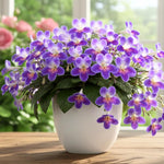 Streptocarpus Live Plant in 3.25" Pot, 5-8" False African Violet Ladyslipper Primose Plant for Spring Planting, Indoor Outdoor Home Décor (Blue White)
