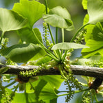 Ginkgo Tree Plant Live 8 Months Old Seedlings, Well Rooted, Ready to Grow, Dormant Focus on Roots Systems, Spring Bud-Break