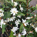 White Magnolia Tree in Gallon Pot, Live Flowering Magnolia Tree, Hardy Ornamental Shade Trees with Fragrant Blooms