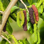 Set 2 Mulberry Trees Plants 5 to 8 Inch Height, Sweet Mulberry Plants Live for Planting, Mulberries Fruit to Grow Outdoor, No Pot (Pakistan Mulberry)