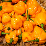 Set 6 Hot Pepper Live Plants, 90 Days Old Live Pepper Chili Plant for Spring Planting (Habanero Orange)