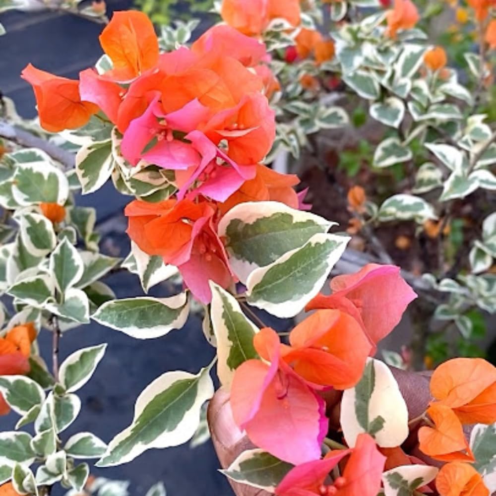2 Orange Ice Bougainvillea Plants Live, Flowering Bougainvillea Vine for Outdoor Garden or Trellis, 5-9 Inch Tall, Very Hardy