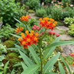 3 Red Milkweed Plant Live, Asclepias Tuberosa Butterfly Bush, 4-8"
