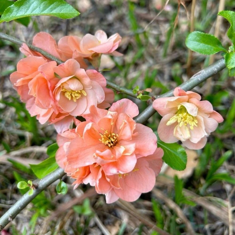 Salmon Flowering Quince Live Plant, 4 Inch Pot, Quince Plant, Chaenomeles Japonica Bush Shrub, Ornamental Shrub for Yard Garden and Landscape
