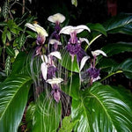 Bat Orchid Plant Live for Planting, in 2 Inch Pot, Tacca Chantrieri Flower Live Plants, Houseplants Live to Grow (White)