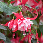 2 Fuchsia Live Plants, Fuchsia Flower Perennial for Outdoor Garden 3 to 5 Inches (Red White)