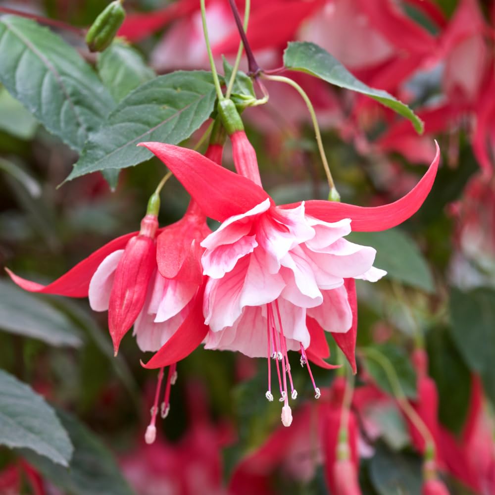 2 Fuchsia Live Plants, Fuchsia Flower Perennial for Outdoor Garden 3 to 5 Inches (Red White)