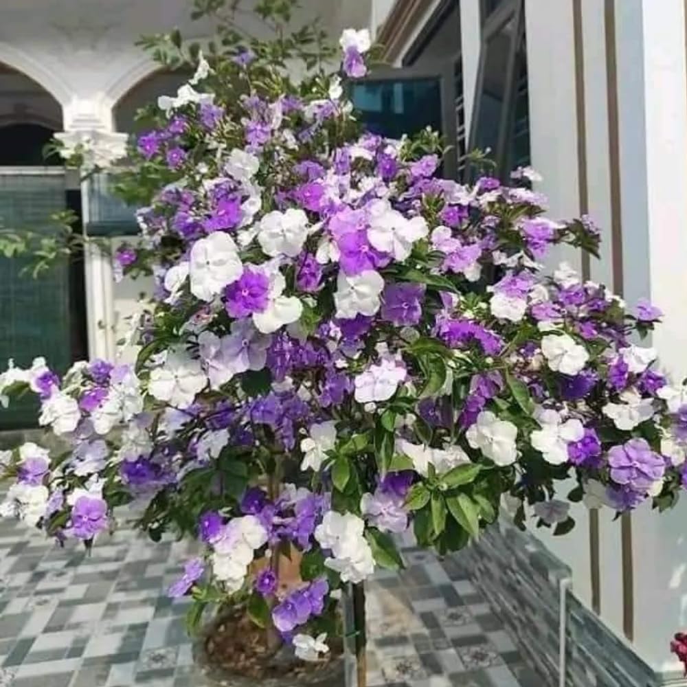 3 Yesterday Today Tomorrow Live Plants, 4 to 7 Inc Long, Brunfelsia Plants for Growing Indoor or Outdoor Gardening