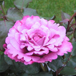 Rose Plant Live, Rose Bush Live Plant, Fragrant Flowers Ready to Plant, 5-9 Inch Height, Well-Rooted, No Pot (Purple Rose)