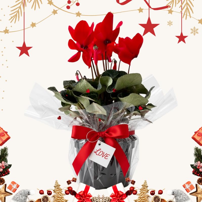 2 Red Cyclamen Plants Live in 4" Pot, Already Bloom in Vibrant Color, Easy to Care for Indoor or Garden Flowering Houseplant