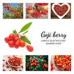 Live Goji Berry Plant Bush for Planting, Goji Berry Ready to Plant, 4 to 10 Inc Tall, Come No Pot, Goji Berries Tree Plant Live