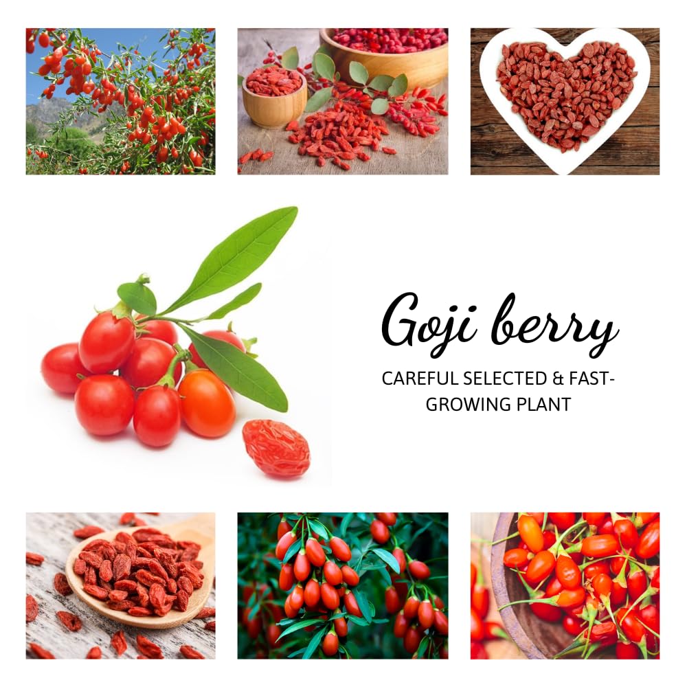 Live Goji Berry Plant Bush for Planting, Goji Berry Ready to Plant, 4 to 10 Inc Tall, Come No Pot, Goji Berries Tree Plant Live