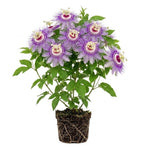 Live Maypop Passion Flower Plant, 4-8" Tall, Purple Passion Flower Vine Plant for Outdoor Gardens, No Pot