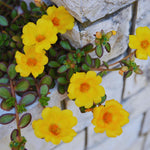 2 Yellow Portulaca Plants Live, 3 to 5 Inc Tall, Purslane Moss Roses Live Plant for Your Gardening
