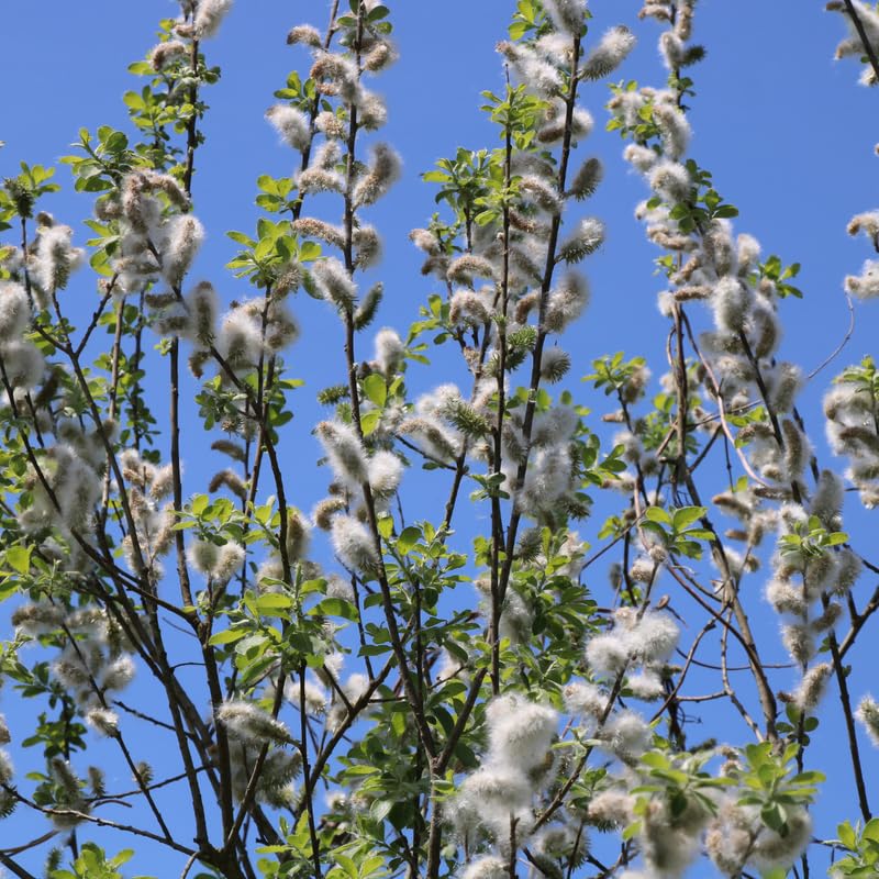 Pussy Willow Tree Live Plant in 2.5" in Pot, Fast-Growing Ornamental Trees, Grow As Branches for Vase, Home Décor