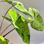Elephant Ear Plants, Rare Colocasia Plant Live, Perennial Esculenta Taro Alocasia 4-8 Inch Tall, Indoor Outdoor Garden (Rare Variegated Black)