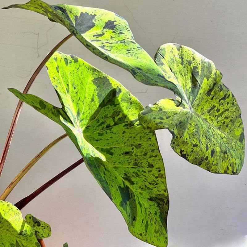 Elephant Ear Plants, Rare Colocasia Plant Live, Perennial Esculenta Taro Alocasia 4-8 Inch Tall, Indoor Outdoor Garden (Rare Variegated Black)