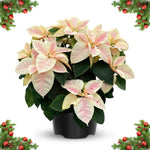 2 Poinsettia Plants Live, Pink Yellow White Poinsettia Flowers Christmas Decorations, Holiday Houseplant, Poinsettias Trees Plants, No Pot, 5-9" Tall