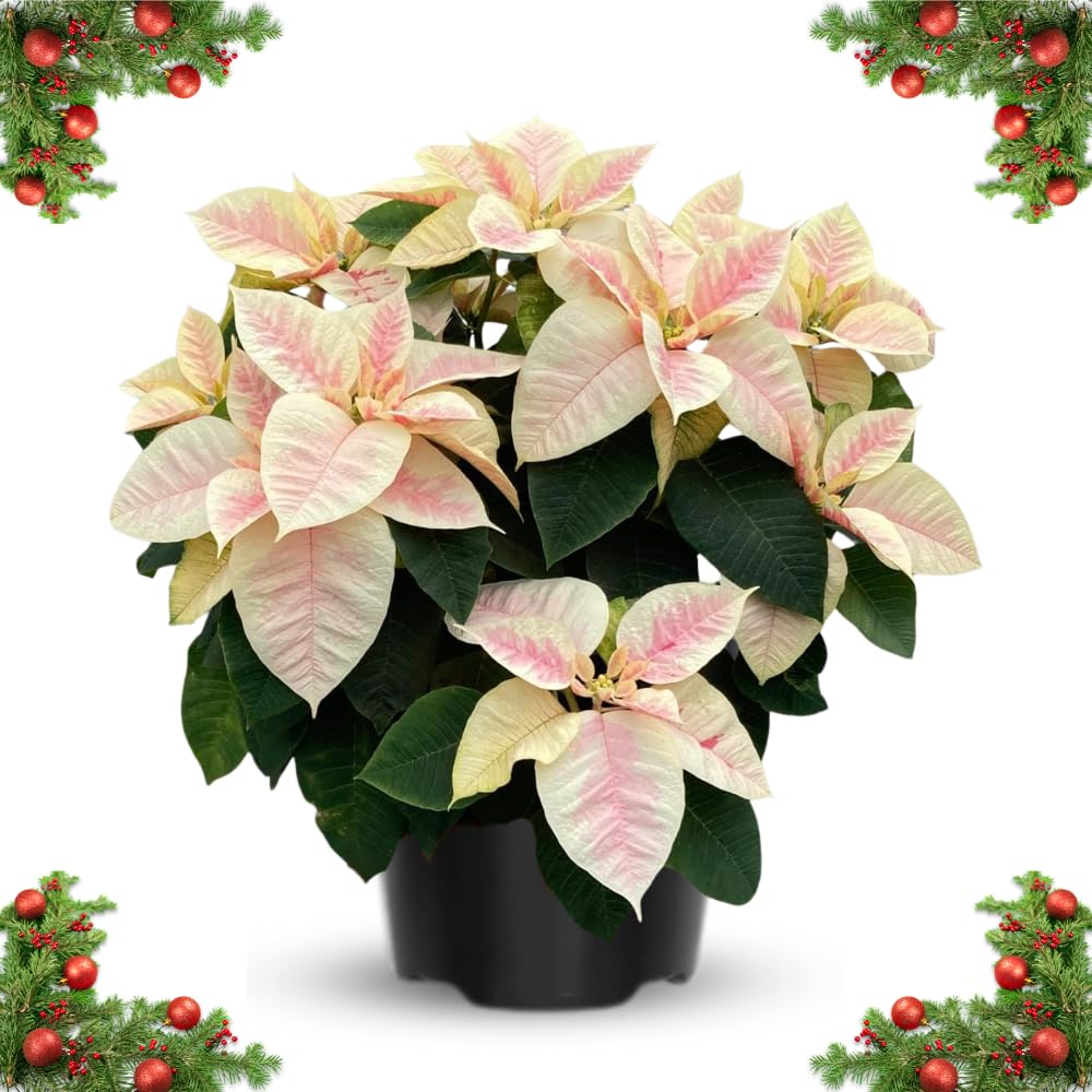 2 Poinsettia Plants Live, Pink Yellow White Poinsettia Flowers Christmas Decorations, Holiday Houseplant, Poinsettias Trees Plants, No Pot, 5-9" Tall