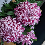 2 Mums Plants Live, Double Purple Chrysanthemum Plants Live, 5 to 7 Inc Long, Chrysanthemum Flower Live Plant Growing Gardening Mum Live Plant