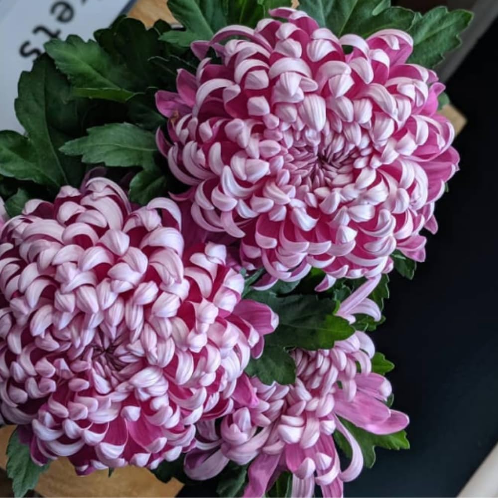 2 Mums Plants Live, Double Purple Chrysanthemum Plants Live, 5 to 7 Inc Long, Chrysanthemum Flower Live Plant Growing Gardening Mum Live Plant