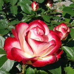 Rose Bush Live Plant, Hybrid Tea Rose Plant Live, 5-9 Inch Tall, Fragrant Flowers Tree, Well-Rooted 1 Year Old, No Pot (Cherry Rose)
