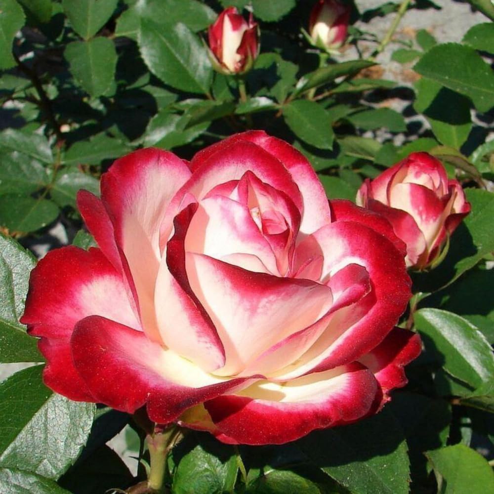 Rose Bush Live Plant, Hybrid Tea Rose Plant Live, 5-9 Inch Tall, Fragrant Flowers Tree, Well-Rooted 1 Year Old, No Pot (Cherry Rose)